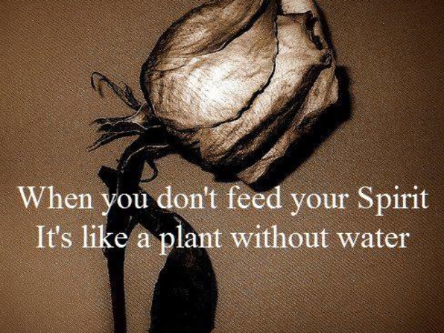 dying rose feed your spirit