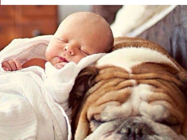 baby and dog sleep in comfort